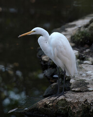 Great White Egret Stock Photo.  Standing by the water on moss rocks. Picture. Portrait. Image.