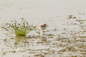 Ein Flussregenpfeifer im Flachwasser neben einer Wasserbinse.
