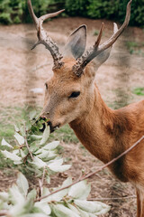 Photo of roe deer on the farm