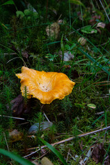 Cantharellus cibarius (chanterelle) In the forest among the moss. An edible mushroom.