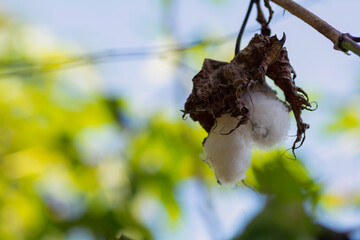 Cotton flowers on the branches