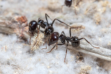 Messor Barbarus harvester ants looking for seeds