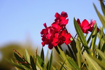 Oleandro rosso
