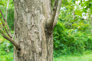 Teak tree in the forest with blurred background