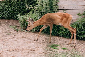 Photo of roe deer on the farm