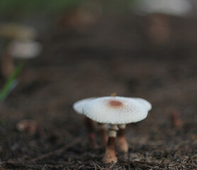 mushroom in the forest