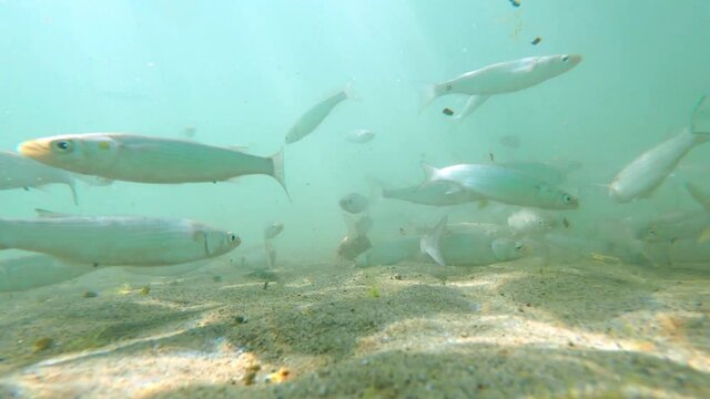 Scchool of fishes swimming actively underwater in mediterranean sea. Shoal of mullets or grey mullets swimming like crazy looking for food.  