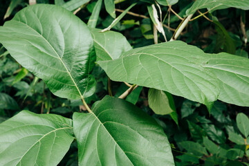 green leaves background