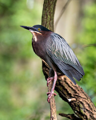Green Heron stock photo. Green Heron close-up side profile view perched on a branch with a blur background in its environment and habitat.  Image. Portrait. Picture.