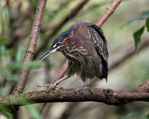 Green Heron Stock photo. Perched on a branch displaying body, beak, head, eye, feet with a blur background in its environment and habitat. Picture. Image. Portrait.