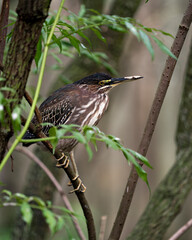 Green Heron Stock photo. Perched on a branch displaying body, beak, head, eye, feet with a blur background in its environment and habitat. Picture. Image. Portrait.