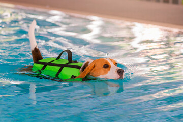 Young beagle dog Exercise in Swimming Pool.