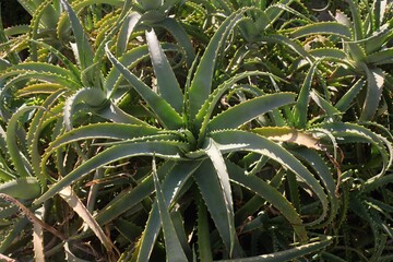 Aloe