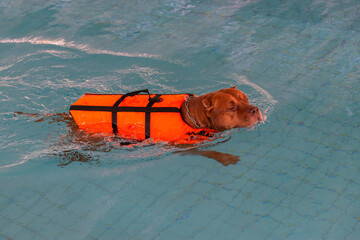 Dog wear life jacket and playing in swimming pool.