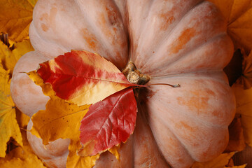 Pumpkin with yellow and red autumn leaves fallen from the trees. Fall background to use.