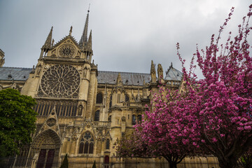 Notre Dame cathedral seen from the garden with cloudy sky and pink flowered trees
