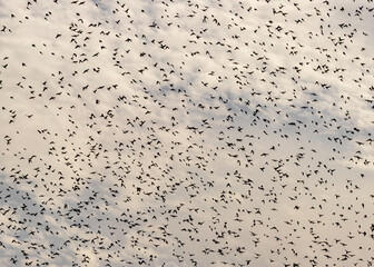 flock of birds