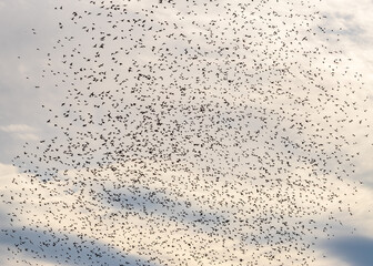 flock of birds