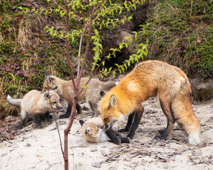 Red Fox  Photo stock.  Red Fox animal  mother and baby foxes in the forest interacting by the fox den hole in its habitat and environment  with a moss and sand background.