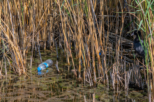 Plastic Water Bottle Pollution On River And Wetland Lake