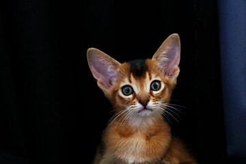 Studio shot of small cute abyssinian kitten being adorable over black curtains background. Young beautiful purebred short haired kitty. Close up, copy space.