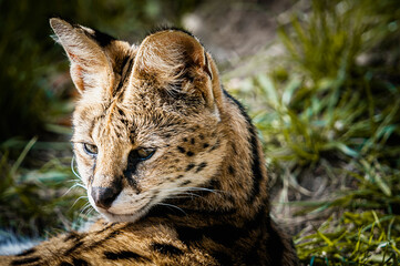 Obraz premium Portrait d'un petit félin serval