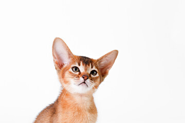Small cute abyssinian cat being adorable, isolated on white background. Beautiful purebred short haired kitty. Close up, copy space.