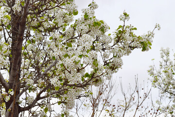 Pyrus calleryana flowers blooming on the branches
