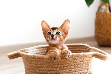 Studio shot of small cute abyssinian kitten sitting in the basket at home, white wall background. Young beautiful purebred short haired kitty. Close up, copy space. - obrazy, fototapety, plakaty
