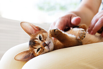 Small cute abyssinian kitten lying on young woman's lap in adorable poses background. Beautiful purebred short haired kitty being petted by its female owner. Close up, copy space.