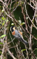 野鳥　ヤマガラ