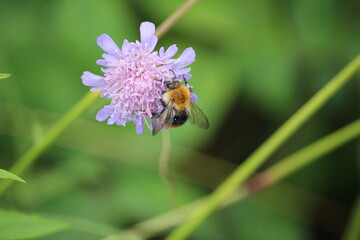 Pollinating bee (apis mellifera) on meadow wild flower