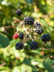 Blackberries in the plant