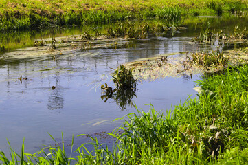 Obraz premium Bystrzyca river on a sunny day.