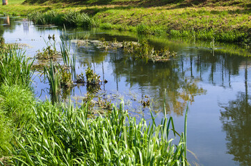 Bystrzyca river on a sunny day.