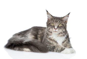 Adult maine coon cat lying in side view and looking at camera. isolated on white background