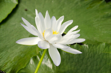 Close up white color fresh lotus blossom or water lily flower blooming on pond background