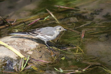 野鳥　セキレイ