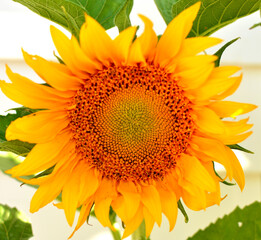 Fototapeta premium sunflower on white background