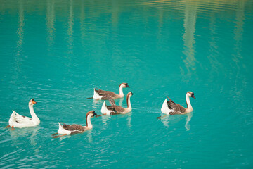 Gooses swim in  blue lake in morning for peaceful concept