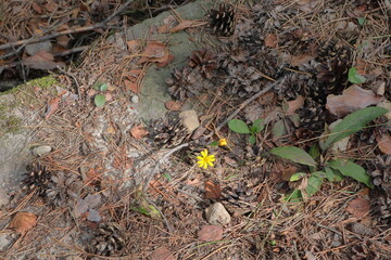 Blume im Wald, Sächsische Schweiz, Sachsen, Deutschland