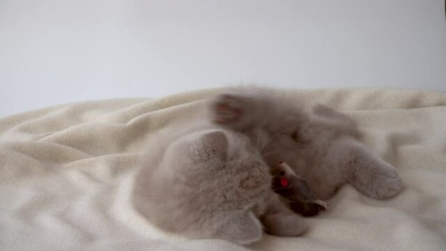 Purebred British shorthair cat. cat smoky colour. small cute kitten playing with a toy mouse