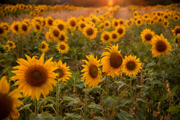 beautiful field with blooming sunflowers at sunset