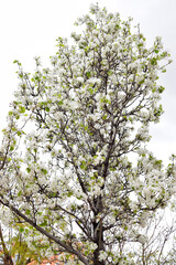 View of a pyrus calleryana tree full of white flowers