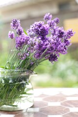 lavender in a glass pot