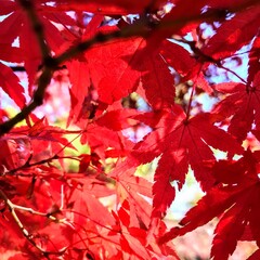 チラシに使える秋のイメージ画像　もみじ　200922 hanadaruma 