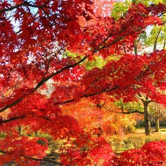 チラシに使える秋のモチーフ　もみじ　20092202 hanadaruma 