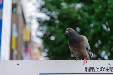 東京都新宿区の繁華街に住む鳩