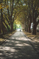 Tunel de arvores 