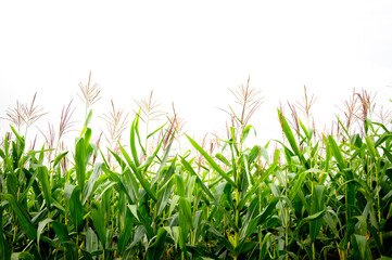 Corn in the corn field,Green corn field on white background